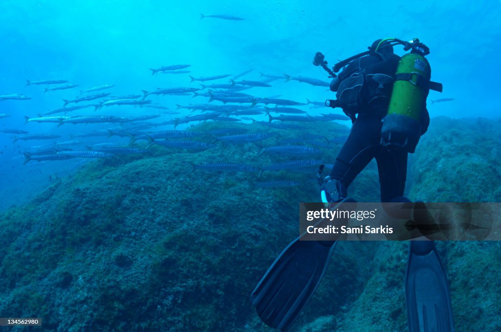 Scuba diver approaching a school of Barracudas