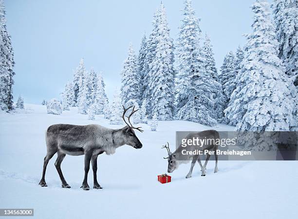 mother reindeer with her baby and a xmas gift - 動物　親子 ストックフォトと画像