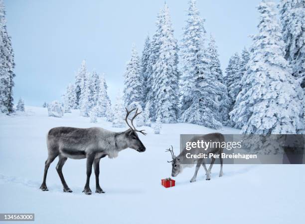 mother reindeer with her baby and a xmas gift - december 2007 stock pictures, royalty-free photos & images