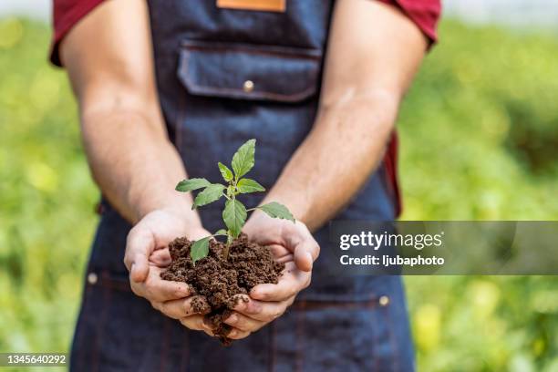 male's hands holding young plant - small tree stock pictures, royalty-free photos & images