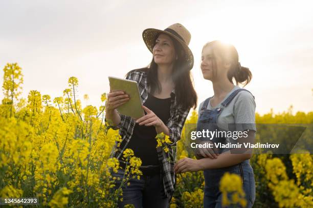 admiring the view from the canola field - canola stockfoto's en -beelden