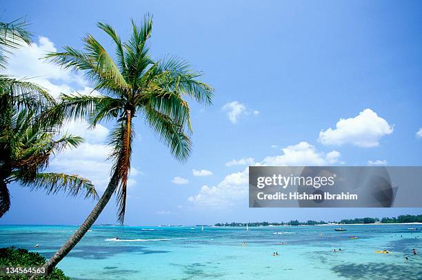 cable beach and palm tree, nassau, bahamas - cable beach bahamas stock pictures, royalty-free photos & images