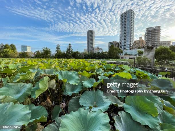 tokyo skyline in ueno at day time. - ueno park stock-fotos und bilder