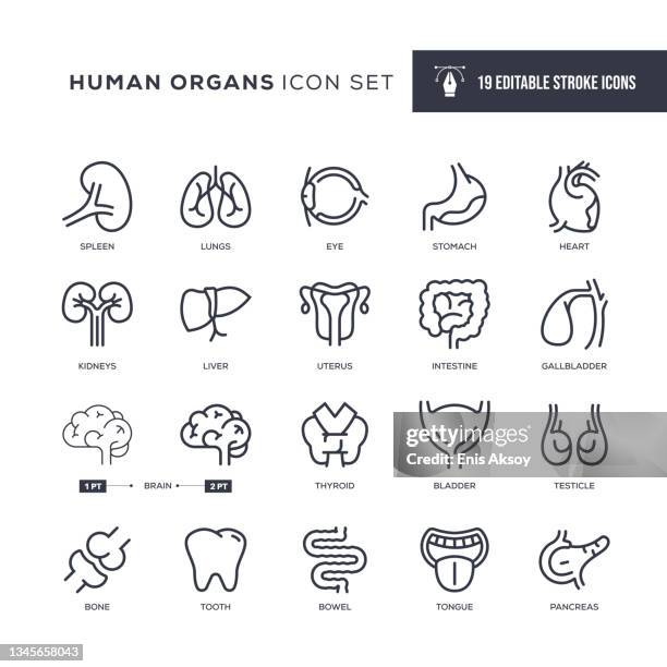 ilustrações, clipart, desenhos animados e ícones de ícones da linha de traçado editável de órgãos humanos - baço