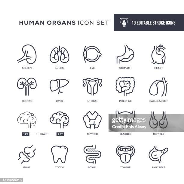 ilustrações, clipart, desenhos animados e ícones de ícones da linha de traçado editável de órgãos humanos - intestines