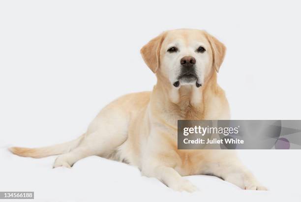 golden labrador dog - yellow labrador retriever stock pictures, royalty-free photos & images