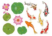 Koi fish in pond. Cartoon traditional oriental scene with golden carp, lotus leaves and flowers. Japanese water pool decoration natural elements set. Vector botanical Asian background