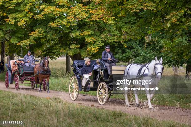 horse carriages in a autumn forest - horsedrawn bildbanksfoton och bilder