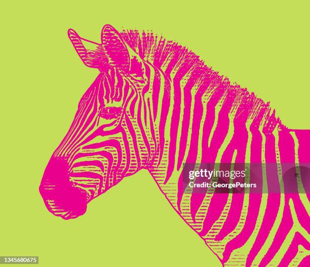 stockillustraties, clipart, cartoons en iconen met close-up of zebra head - zebra