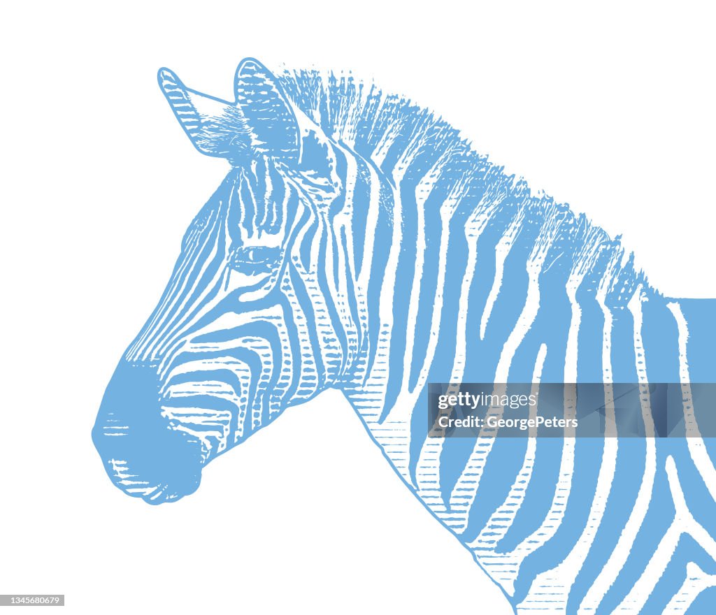 Close-up of Zebra head