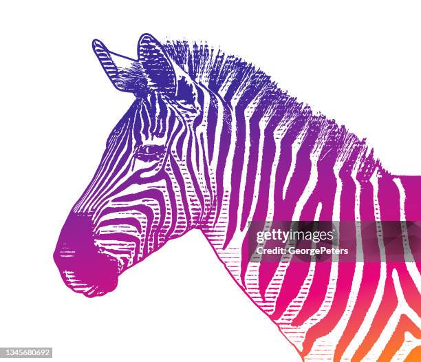 close-up of zebra head - zebra stock illustrations