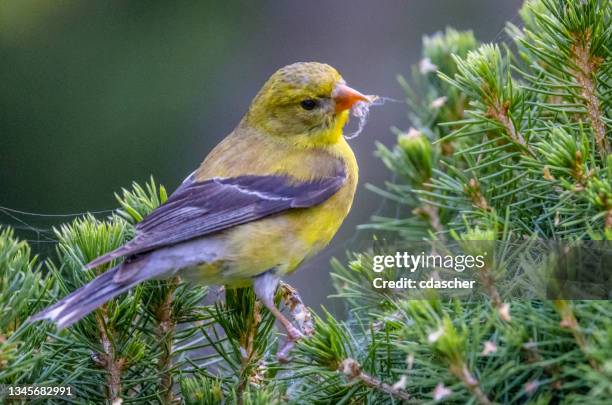 pássaro selvagem - american goldfinch - fotografias e filmes do acervo