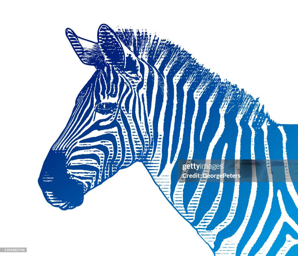 Close-up of Zebra head