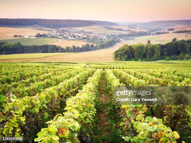vineyards of champagne region in france - emmanuelle beart decorated at french ministry of culture stockfoto's en -beelden