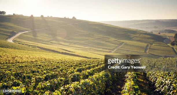 vineyards of champagne region in france - campagne france stock pictures, royalty-free photos & images