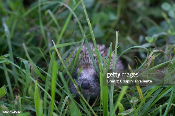 a common hedgehog among the grass in the garden, erinaceus europaeus - igel stock-fotos und bilder