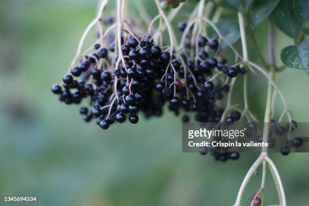 closeup of elderberries (sambucus nigra) with black ripe berries, october - elderberry stock-fotos und bilder