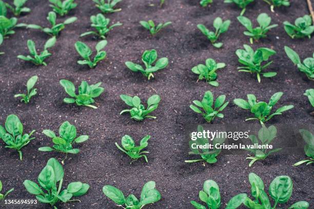 closeup of spinach plants growing - plant breeding stock pictures, royalty-free photos & images