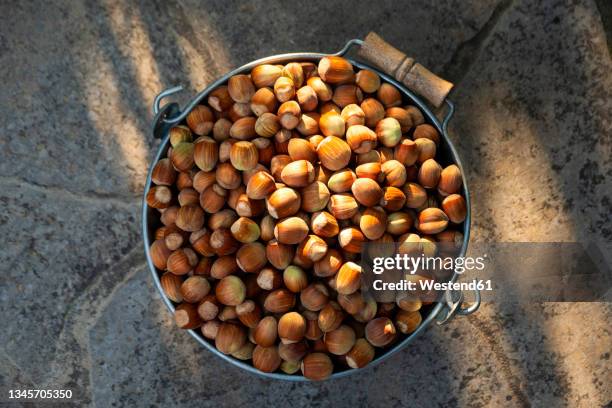 bucket filled to brim with hazelnuts - haselnuss stock-fotos und bilder