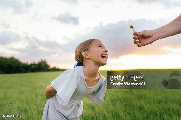 girl with hands behind back laughing while father giving flower during sunset - man giving flowers stock-fotos und bilder