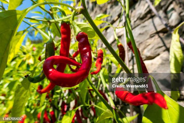 close-up of red chili peppers growing in vegetable garden - green chili pepper stock-fotos und bilder