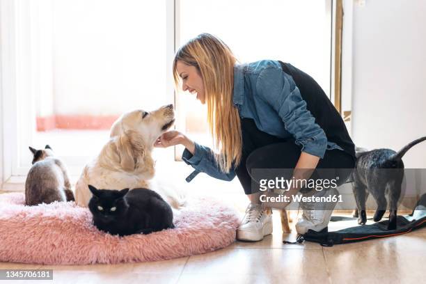 cheerful woman stroking dog in living room - dierenmand stockfoto's en -beelden
