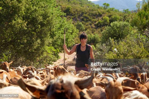 female farmer with walking cane amidst goats hiking on sunny day - herd photos et images de collection