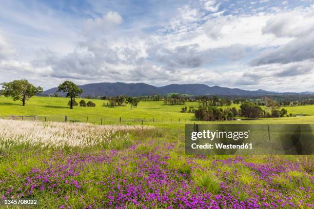 scenic summer landscape along princes highway - flowers australian stockfoto's en -beelden