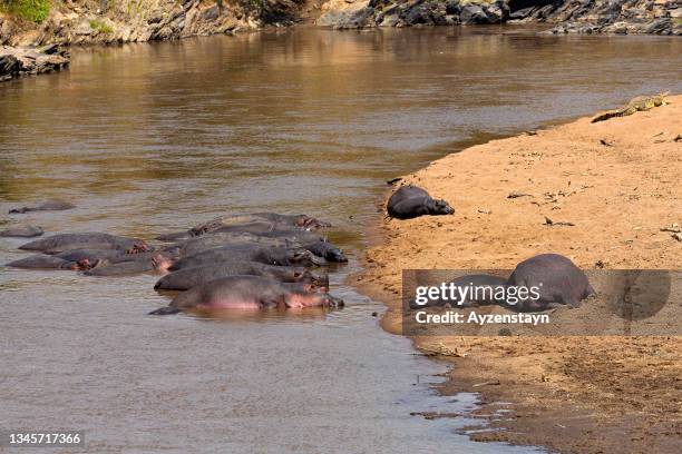 hippopotamus family sleeping at mara river at wild with  hippopotamus calfs - baby hippo stock pictures, royalty-free photos & images
