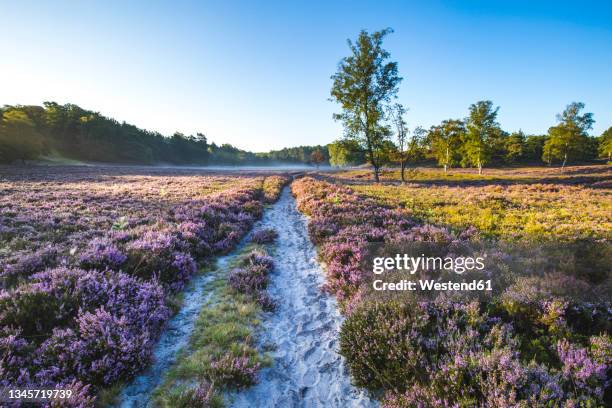 empty footpath in fischbeker heide reserve - moore stock-fotos und bilder