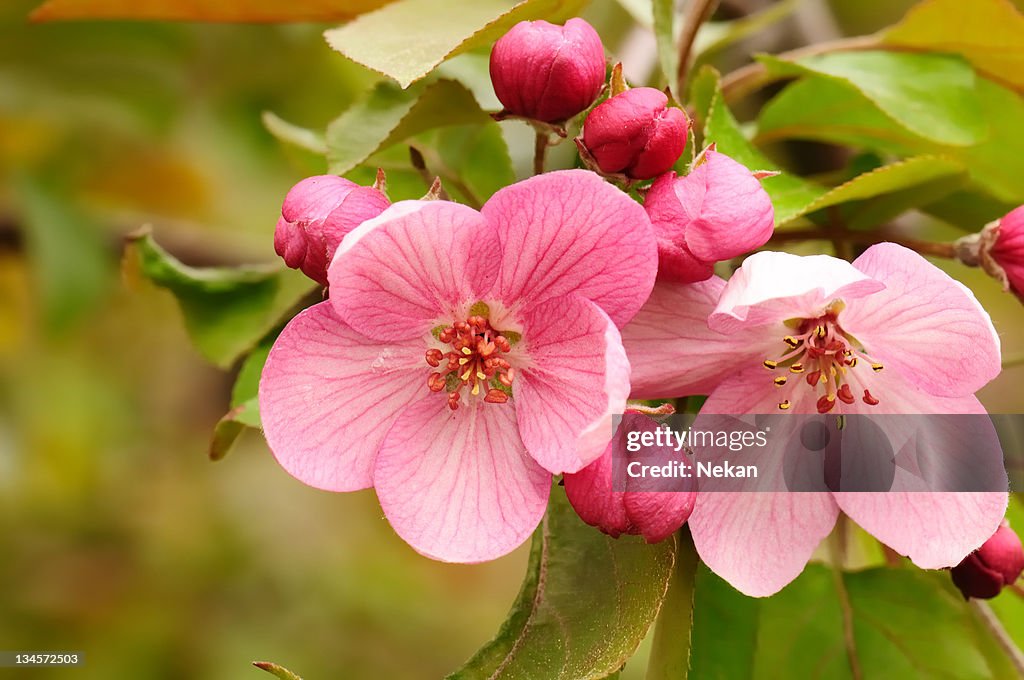 Apple blossom.