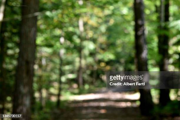 schöne natur im wald - woodland stock pictures, royalty-free photos & images