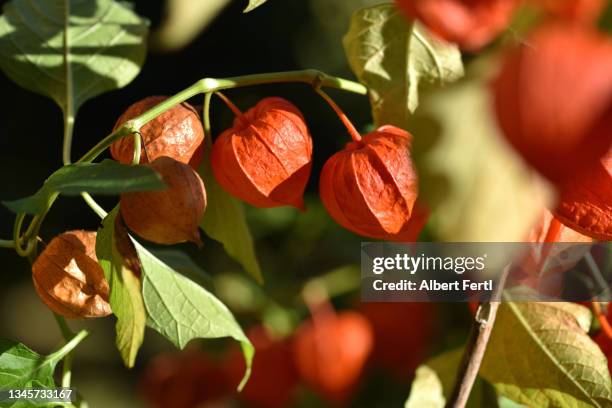 lampionblume - chinese lantern lily stock pictures, royalty-free photos & images