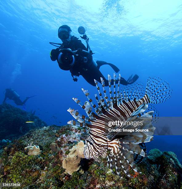 photographer and lionfish - grand bahama stock pictures, royalty-free photos & images