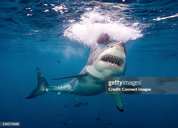 great white shark - tiburón jaquetón fotografías e imágenes de stock