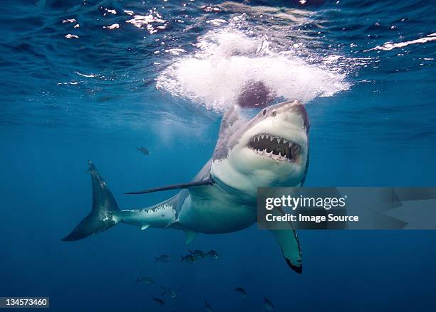 great white shark - great white shark - fotografias e filmes do acervo