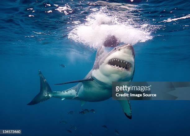 great white shark - great white shark 個照片及圖片檔