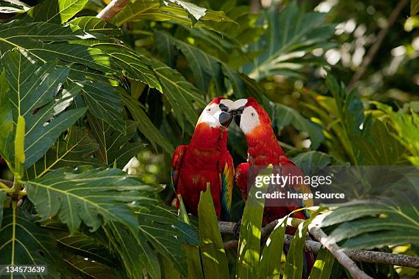 two scarlet macaws in tree - honduras fotografías e imágenes de stock