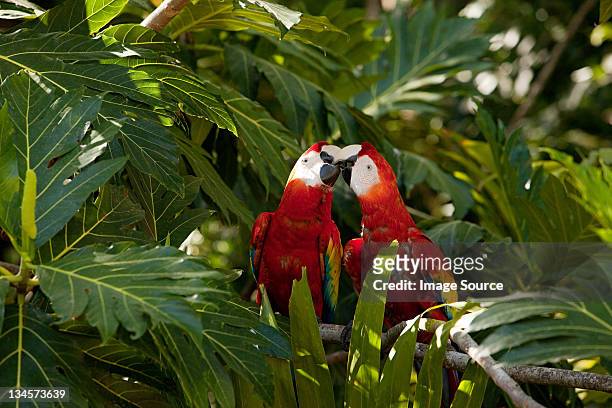 two scarlet macaws in tree - honduras 個照片及圖片檔