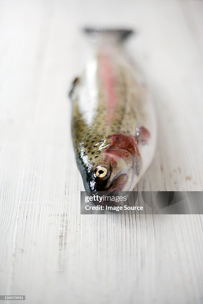 Fresh rainbow trout