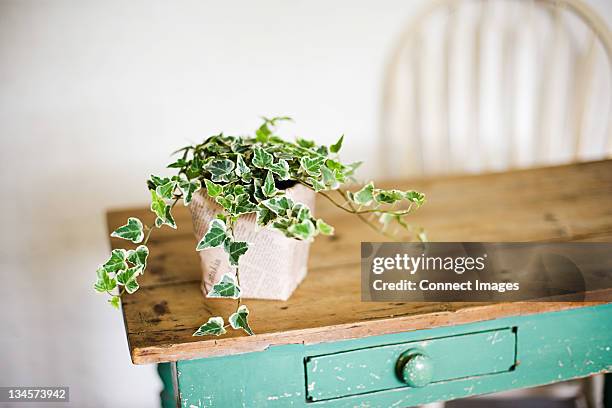 ivy growing out of plant pot on wooden table - ivy stock pictures, royalty-free photos & images