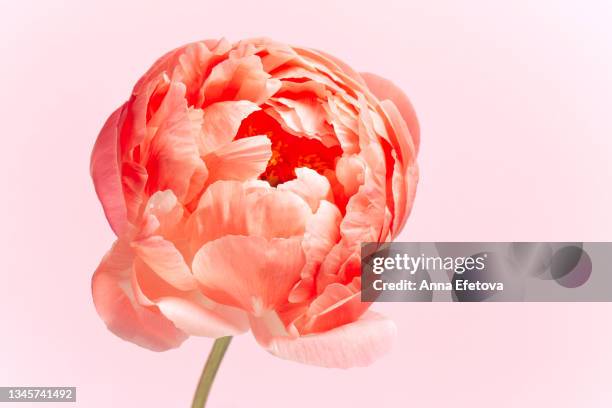 ajar coral peony on pink background. close-up. copy space for your design - peony ストックフォトと画像