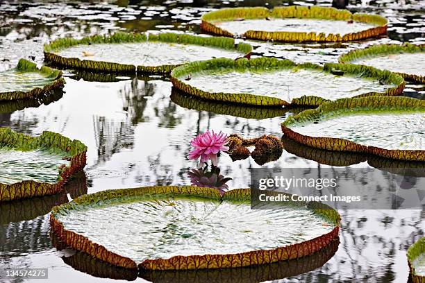 floating lotus leaves and flower on mekong river at can tho, vietnam - can tho bildbanksfoton och bilder