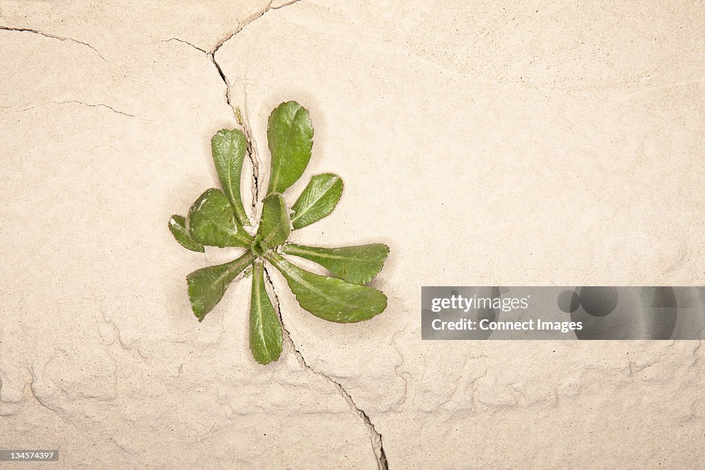 Weed wachsenden in einem knacken in der Wand