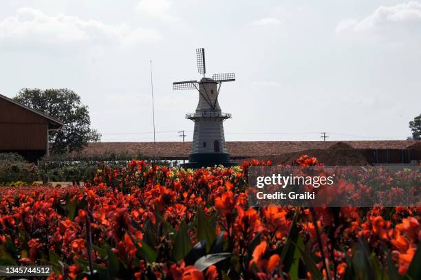 flower planting in holambra, sp, brazil. - pro am imagens e fotografias de stock