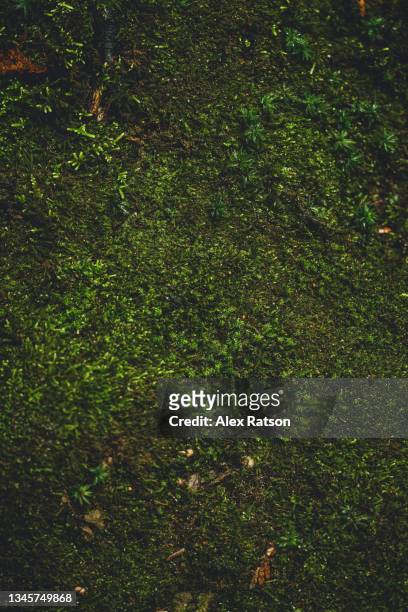 a bed of green moss on the forest floor - moss stock-fotos und bilder
