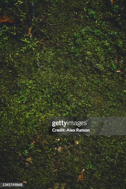 a bed of green moss on the forest floor - moss photos et images de collection