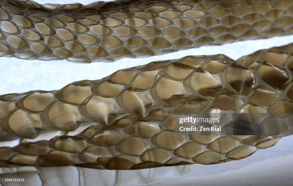 Naturally shed off snake skin, back lit on white background