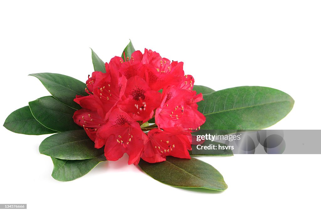 Isolierte Rosa Rhododendron