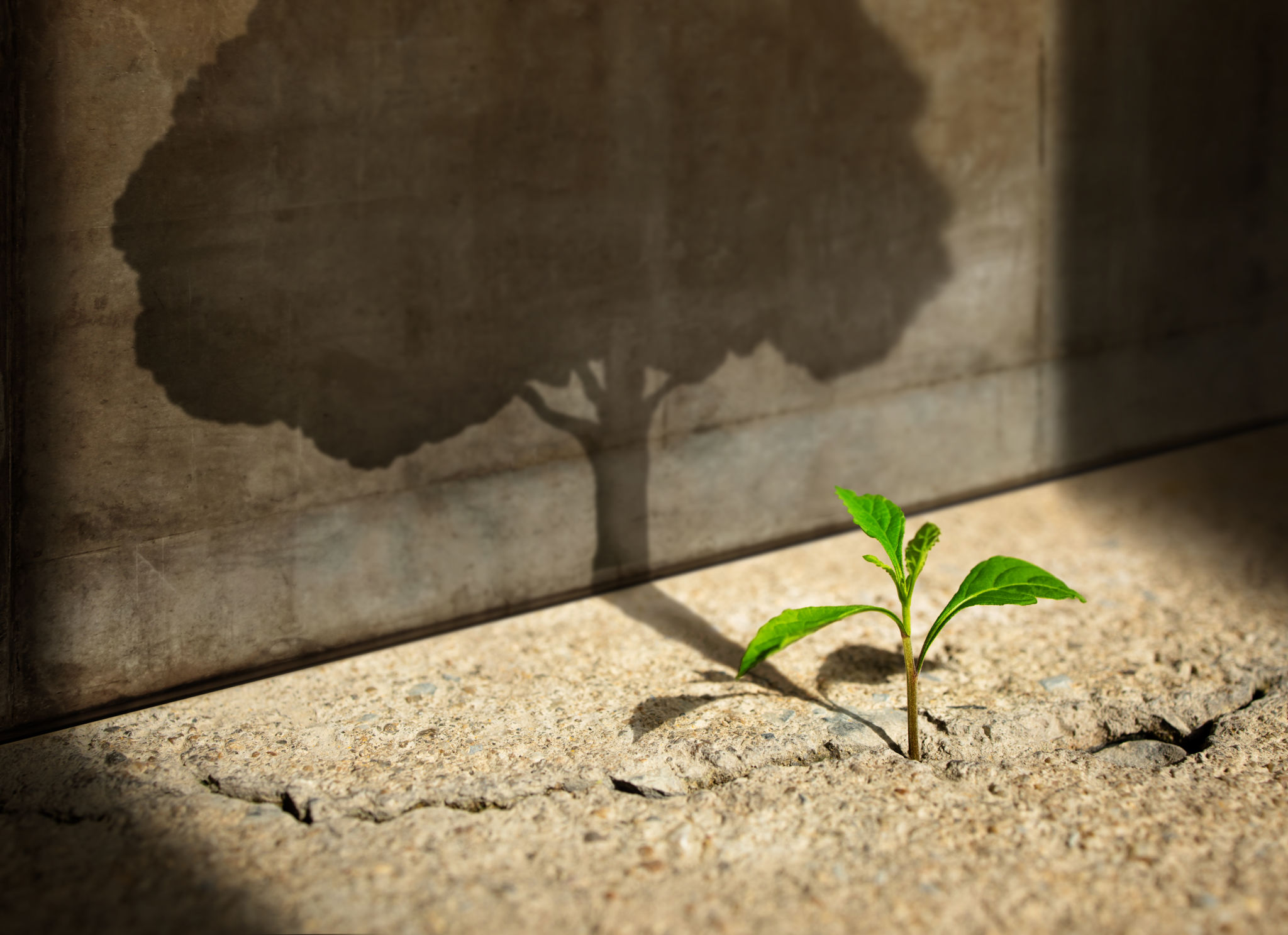 startup growth